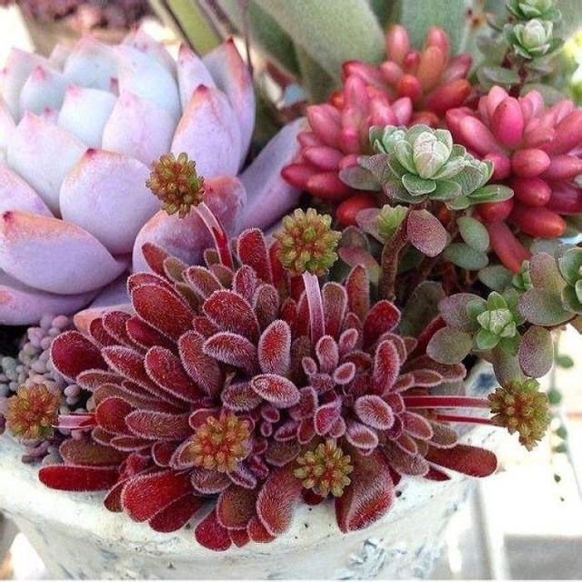 室内植物100种大盆栽，好养而又适合室内养殖的盆栽（园艺师给大家介绍10种适合室内养的花卉盆栽）