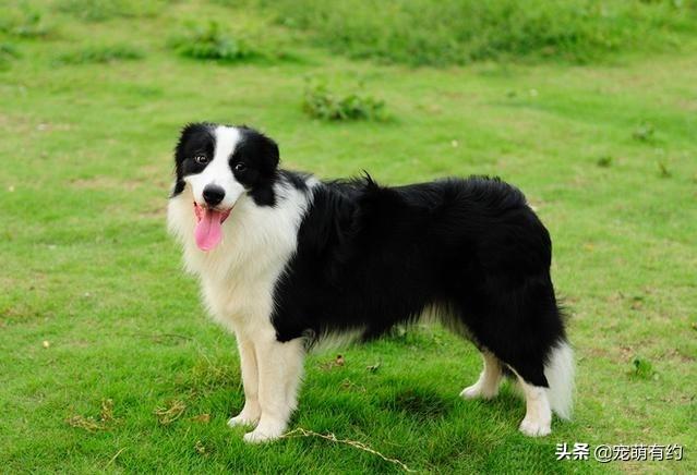 边境牧羊犬智商，边境牧羊犬聪明排名第几（都说边境牧羊犬聪明）