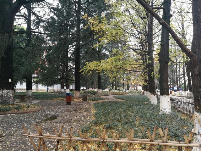 昆明海鸥最佳观赏地，去海埂大坝看海鸥前