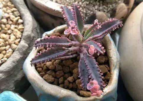 养着省心颜值高又爱长爆盆的多肉，这些多肉大普货