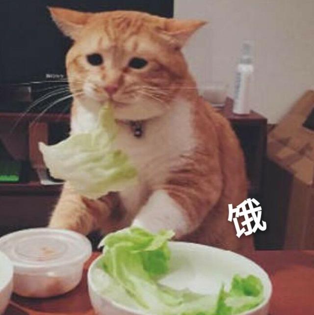 猫不能吃的东西，猫不能吃的所有食物（猫咪不能吃的10种常见食物大公开）