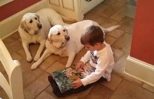 教我如何养好拉布拉多，原来养拉布拉多有这么多好处