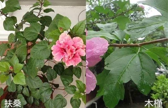 12个街头常见骗术，这些花市门口的骗术