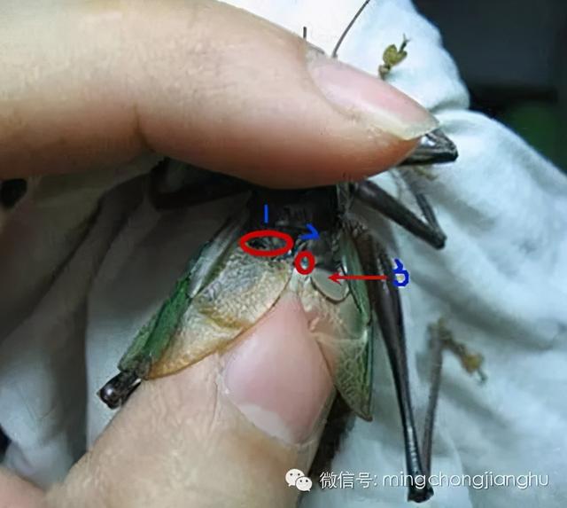 冬天和春天的蝈蝈有区别吗，这篇文章讲清楚了