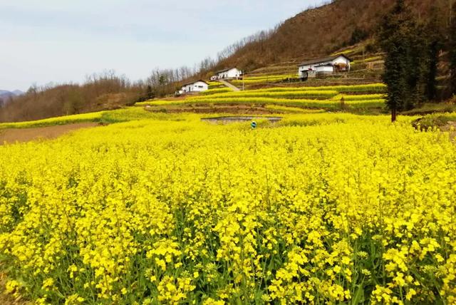 油菜苗吃法大全，油菜苗泡菜更有劲道