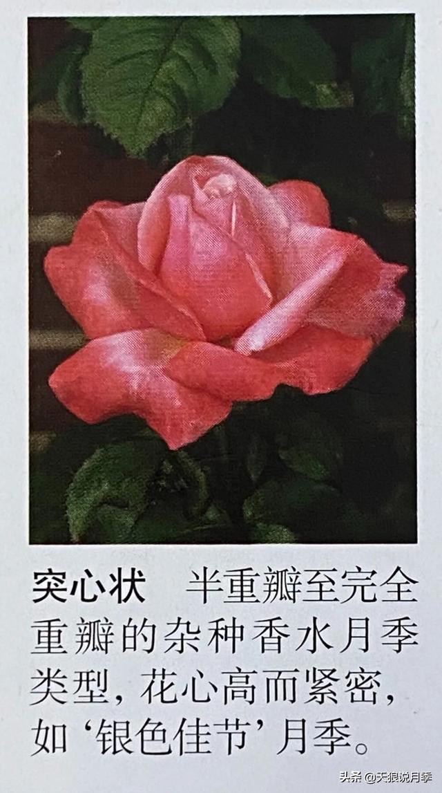 颜值高花期长的月季，七种优秀盆栽月季