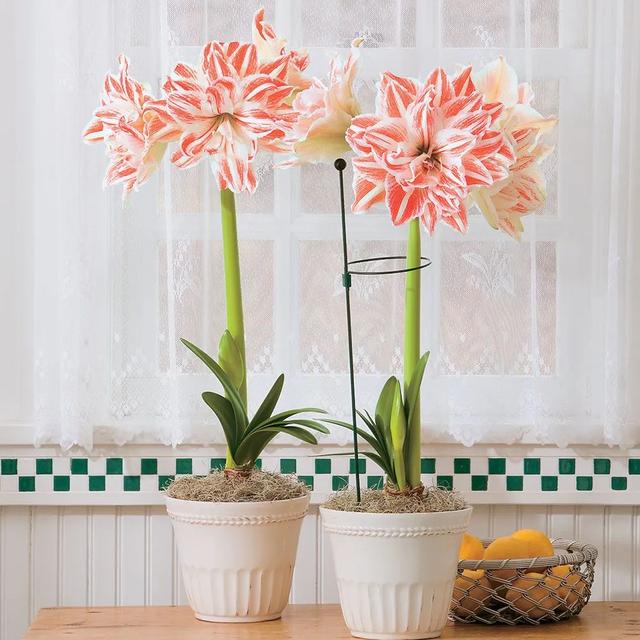 球根植物有几种，海妈园艺课堂干货向