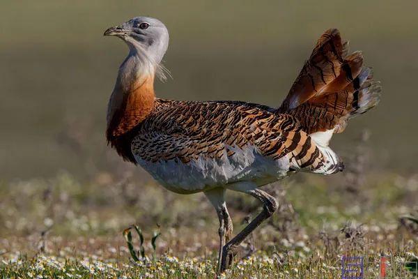 美国国鸟的品种，欧洲各国国鸟大全