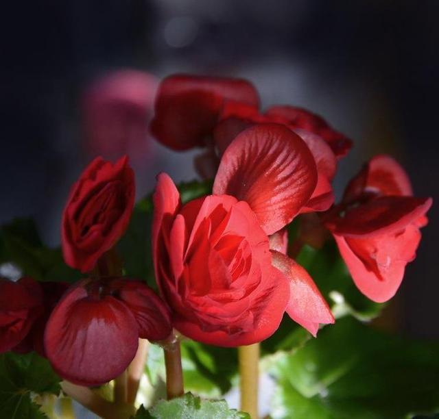 一年四季开花的海棠花，开花小巧花香足