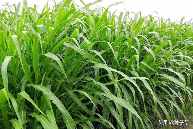 墨西哥玉米草缺点，墨西哥玉米草种植管理技术（墨西哥玉米草亩产3万公斤）