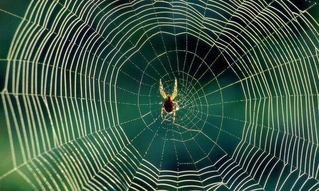 动物世界捕食技巧，27种动物捕食策略