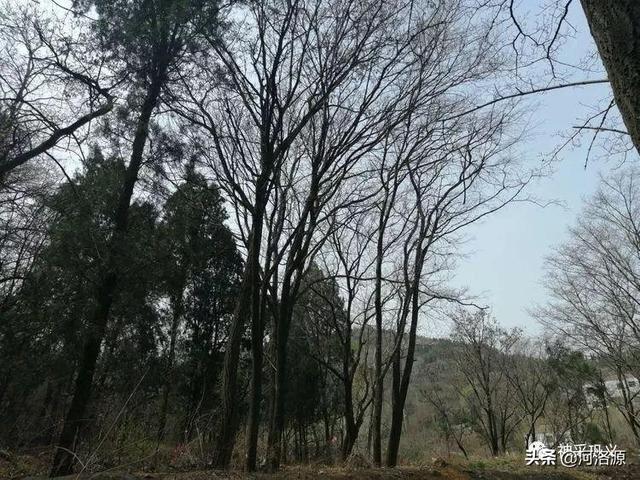 流苏树是什么树，流苏树的形态特征介绍