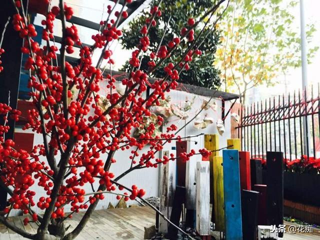 北美冬青怎么养，北美冬青怎样养护和管理