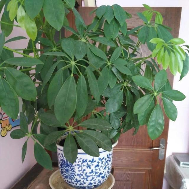 观叶植物的室内摆放，家里盆栽摆放有讲究