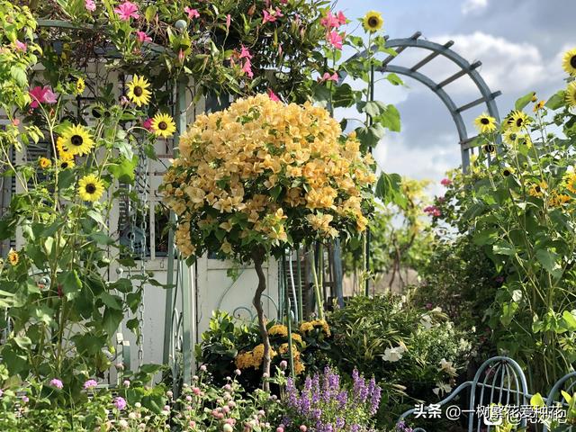 秋天有什么花容易养又好看，这20种花建议选几个