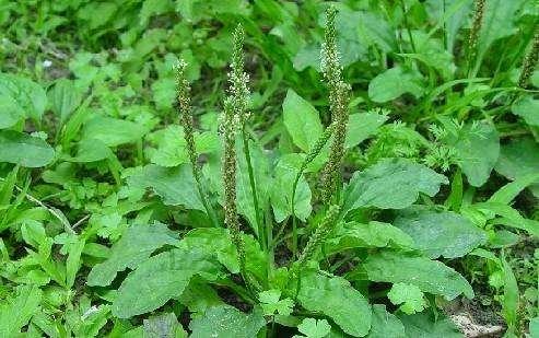 野菜车前草图，人称“车前草”