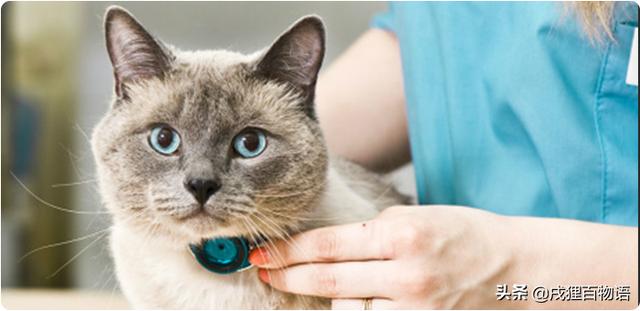 猫咪常见的几种传染病，这4种常见的猫咪传染病
