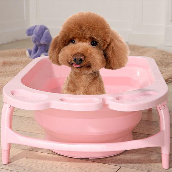 养泰迪的技巧，泰迪饲养的六个方面