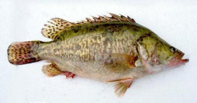 淡水鱼的种类图片，最常见的淡水鱼有哪些