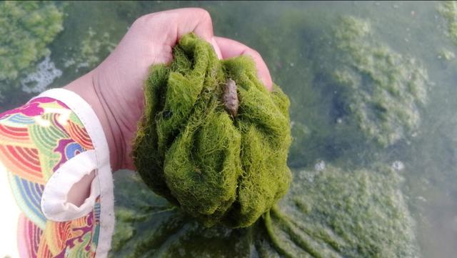 青苔钓鱼方法与技巧，水底青苔多钓鱼总没口