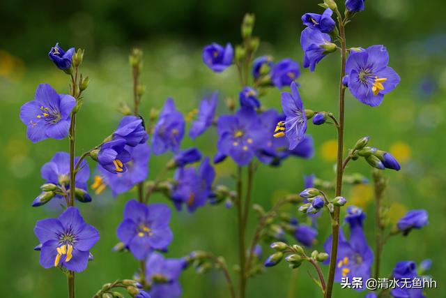 京北第一天路草原最佳游览，你在千松坝御风自驾