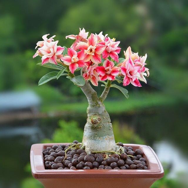 八种常见有毒花，这15种大毒花