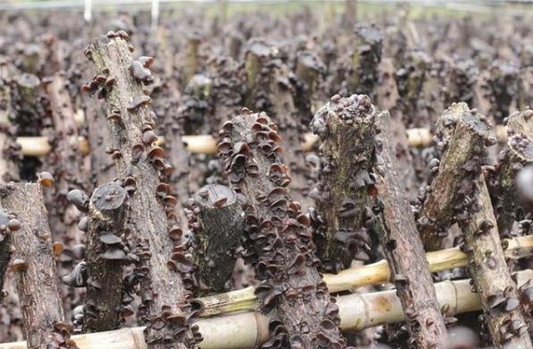 十种木耳种植方法，附塑料袋地栽技术