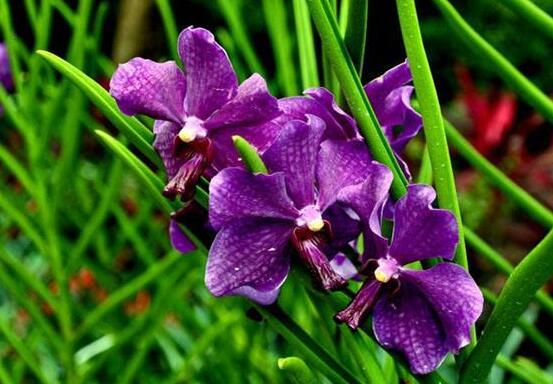 兰花能放在卧室吗，兰花冬天可以放卧室吗（这十种花，卧室不要摆放）