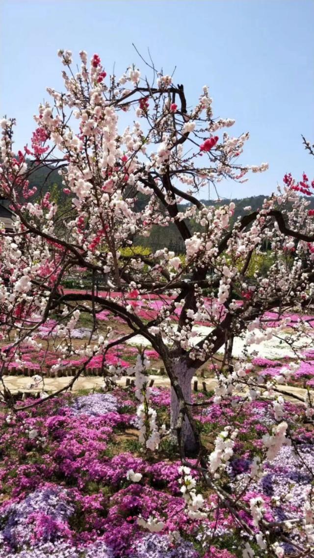 山花烂漫棒槌岛，棒槌山观光