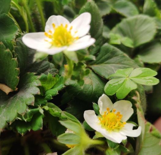 能吃的树花有几种，看到10种花别说不认识