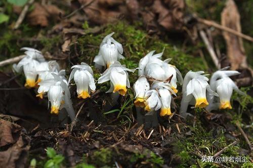 30种简单花草，几种优雅的的花草