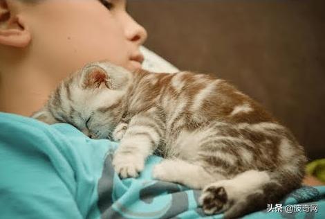 猫咪的4种睡姿代表什么，猫睡姿里藏着这些秘密