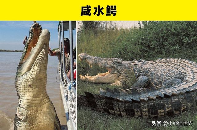 咬合力最强的动物，咬合力最强的12种动物（地球史上最强悍的生物——巨齿鲨）