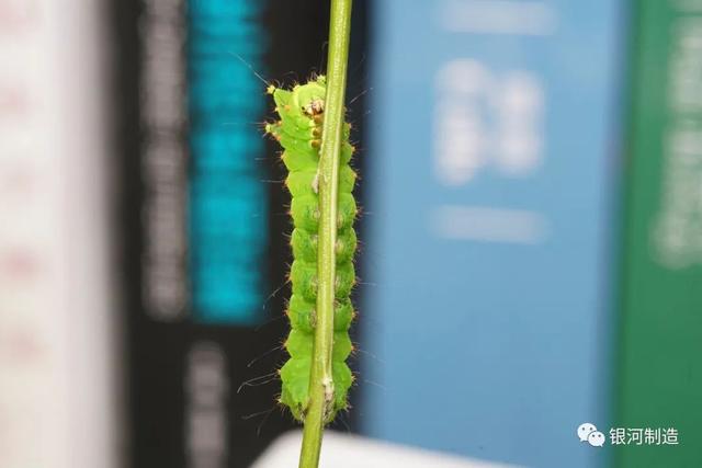 有哪些常见的飞蛾，自然记录蛾生一瞬