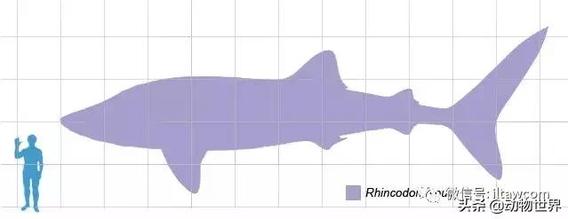 巨型凶猛最大鲸鲨，大象在它们面前不值一提
