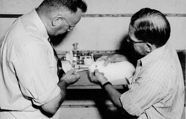 澳洲兔子是怎么泛滥的，看似人畜无害的小兔子