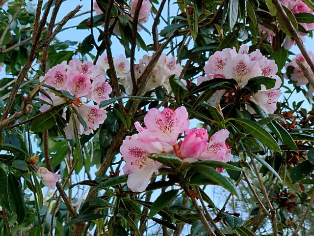 最漂亮的雪山杜鹃花海，龙陵勐蚌野杜鹃悄然盛开