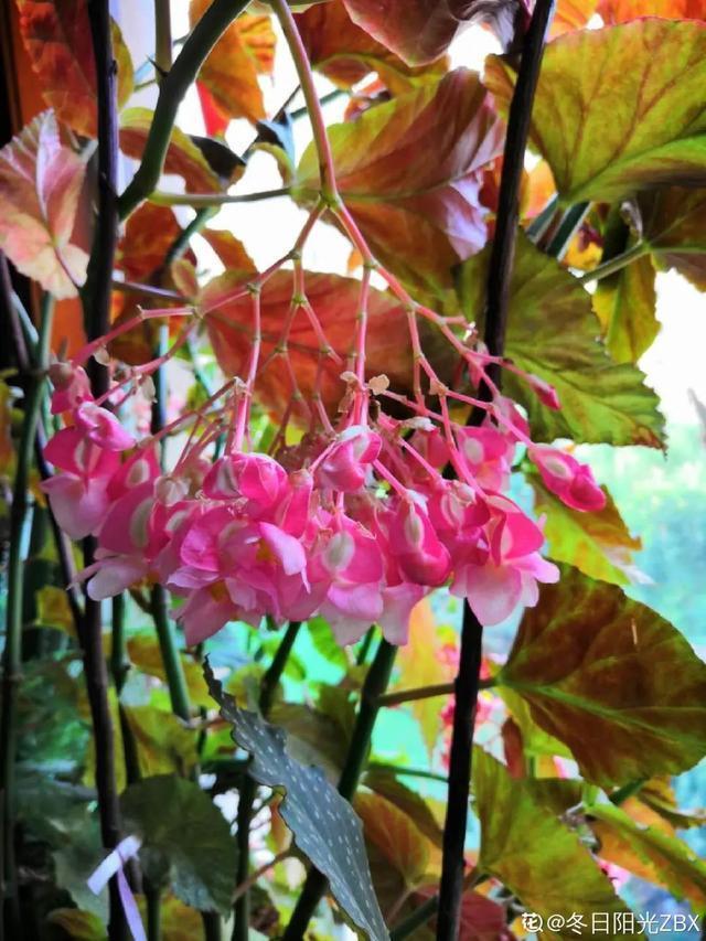 春夏秋冬四季什么花好看，这十种花几乎一年四季都开花