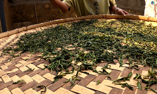 手工制茶的六个步骤，南茗佳人手工制茶过程全公开