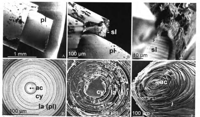 如果这个世界上真的存在硅基生物，科学家推测硅基生命
