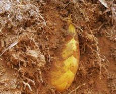 怎么挖冬笋图解，老农教你5种方法，一挖一个准