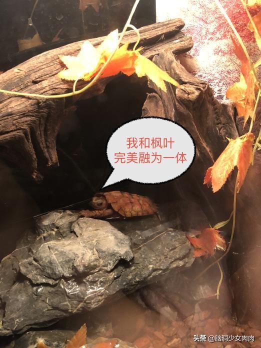 上海海洋水族馆，上海海洋水族馆简介（上海海洋水族馆之旅暨神奇鱼类在哪里）