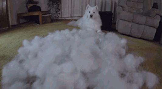 狗子啥时候掉毛严重，为什么狗狗在冬天掉毛特别多