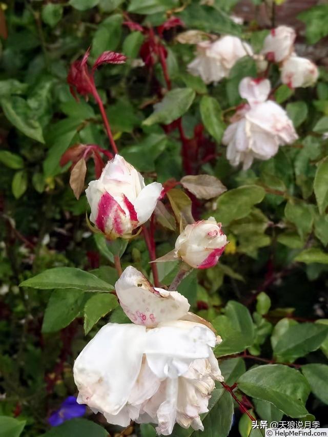 颜值高花期长的月季，七种优秀盆栽月季