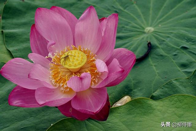 荷花拍照10个技巧，帮你把荷花拍得不一般