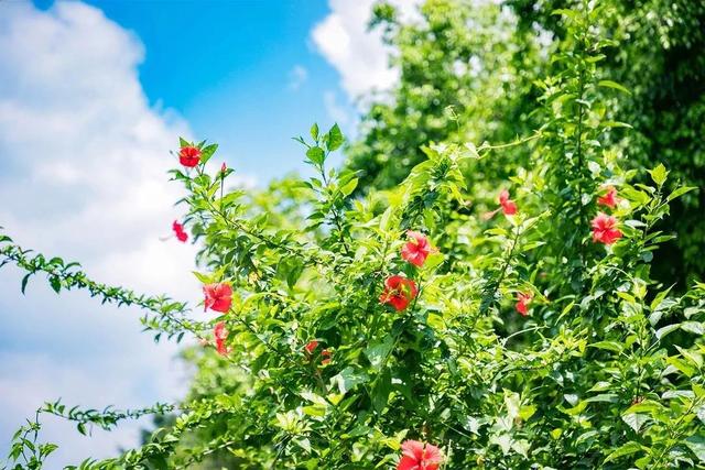 深圳游玩攻略必去的地方免费，7个遛娃好去处全免费