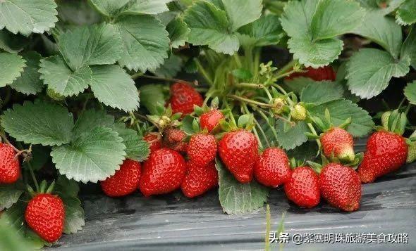 北京小湯山草莓采摘，昌平頭茬草莓成熟上市