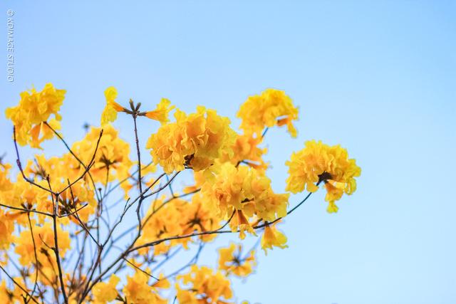 全国春季赏花时间表，收好这10个踏春赏花推荐