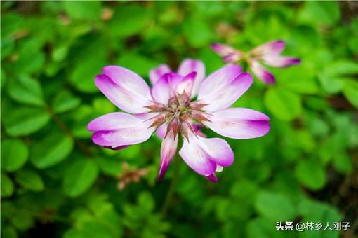 紫云英蜂蜜比较好，紫云英蜜及紫云英蜜的特点