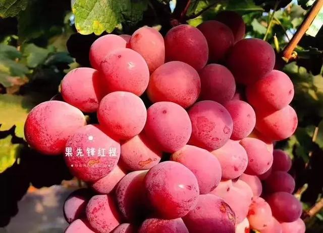 吃过云南这十种名果的人，云南十种野果吃法